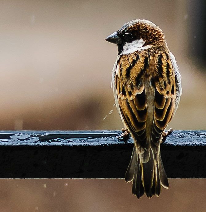 20th March 2024 World Sparrow Day HD Photos